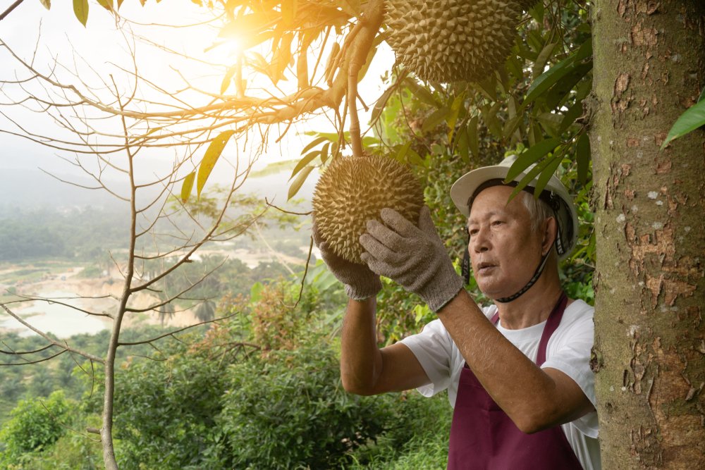 Durian, the King of Fruits, is a prized ASEAN export into greater Asia markets such as China's, and is expected to be facilitated by the RCEP (IMG/Wong Yu Liang / Shutterstock)